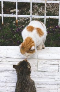 cats meeting each other