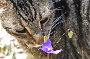 cat sniffing a flower