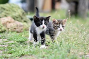 2 cats getting along brilliantly