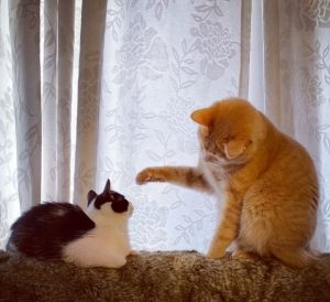 two felines having a territorial dispute