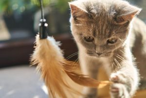 cat playing with his toy and LOVING it.