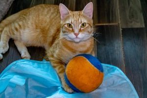 cat protecting his toy ball