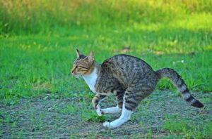 cat doing 40 miles per hour